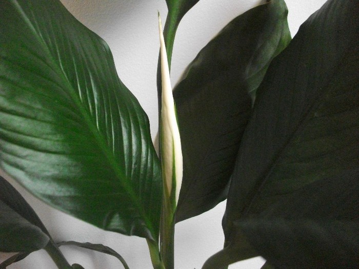 imaginile mele 178 - spathiphyllum sau crinul pacii