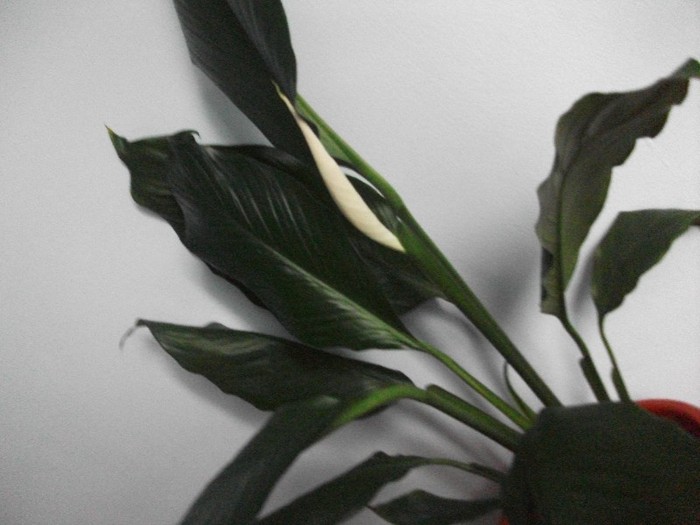 imaginile mele 217 - spathiphyllum sau crinul pacii