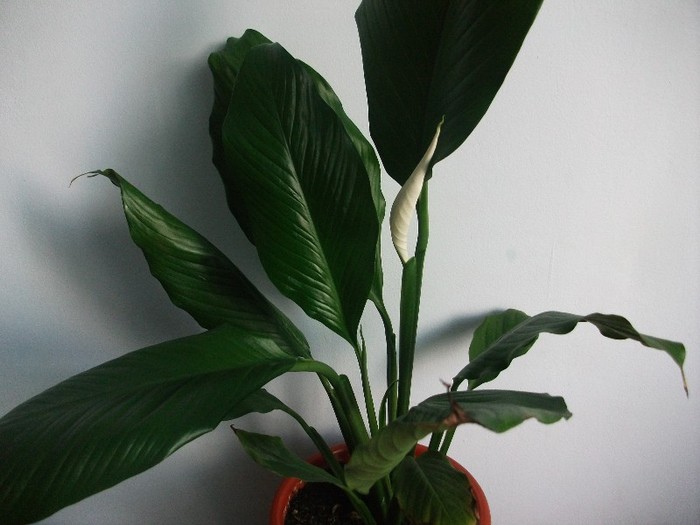 imaginile mele 220 - spathiphyllum sau crinul pacii