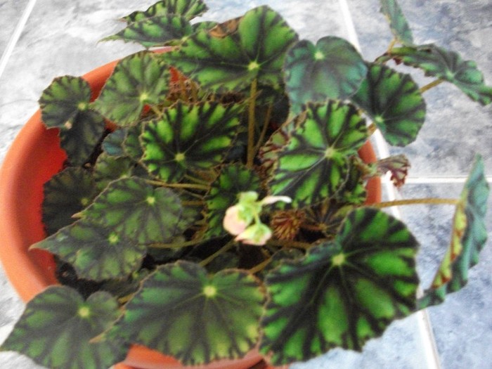 begonia tigru - alte flori