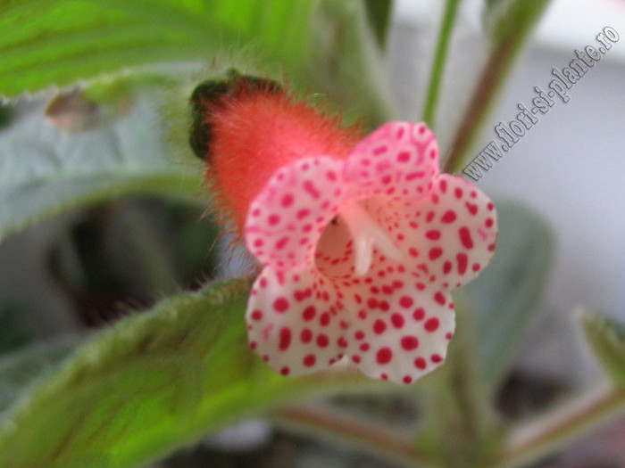 Kohleria Yf´s Elenore 7