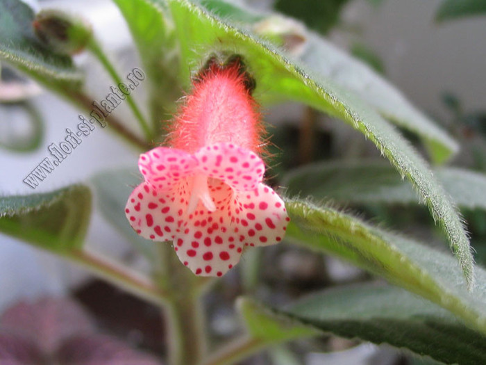 Kohleria Yf´s Elenore 8