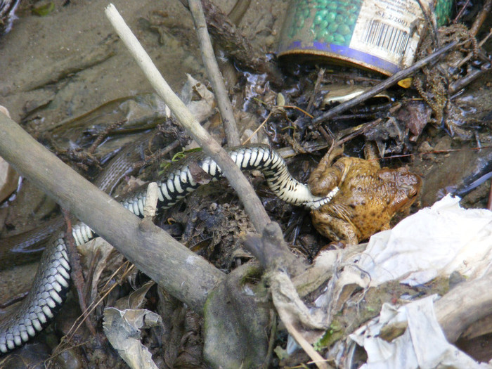 este la masa - Animale  pasari si insecte filmate de mine