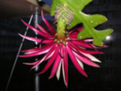 cryptocereus2