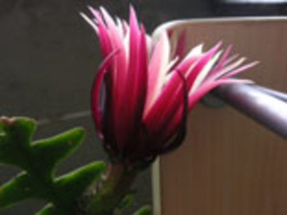 cryptocereus3