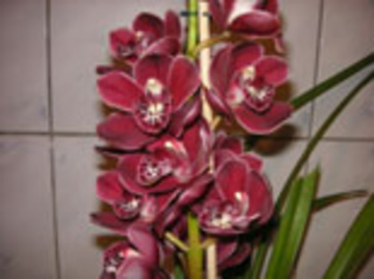 cymbidium1