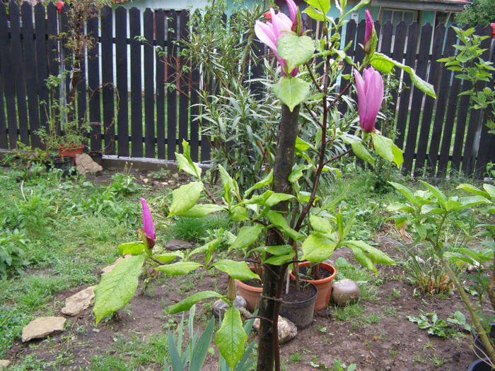 Magnolie