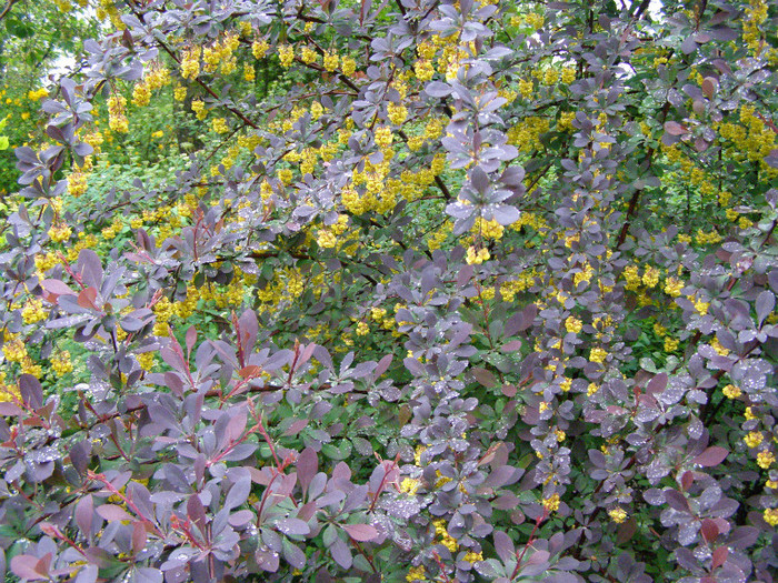 Berberis rosu