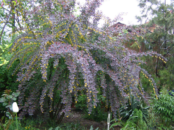 Acelasi berberis