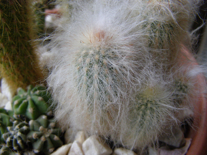 Cactus ciufulit - Flori interior 2011
