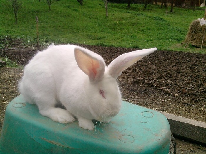 Femela urias alb; 6 luni
