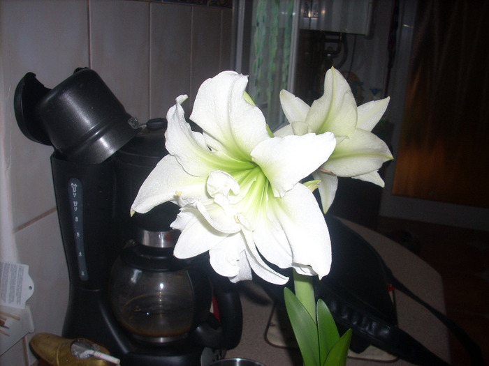 Amaryllis WHITE PEACOCK - Amaryllis si crini