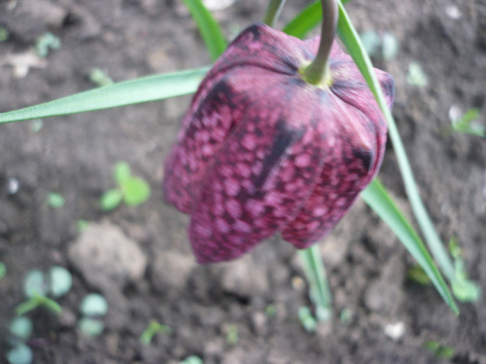 P1060779