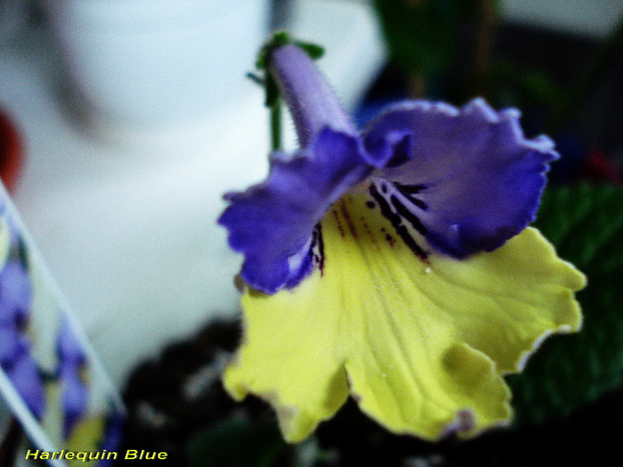 Harlequin Blue (4-05-2011)fost - Streptocarpusi