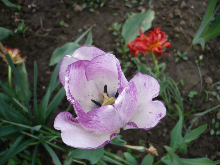 P1060793