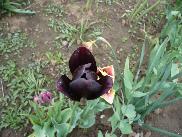P1060794