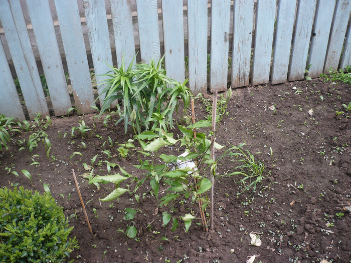 P1060801