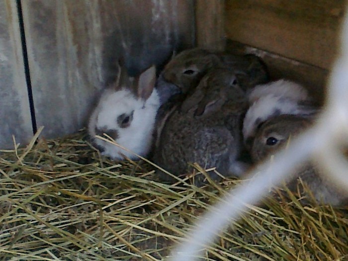 Picture 089 - iepuri comuni pui