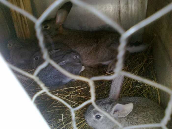 Picture 091 - iepuri comuni pui