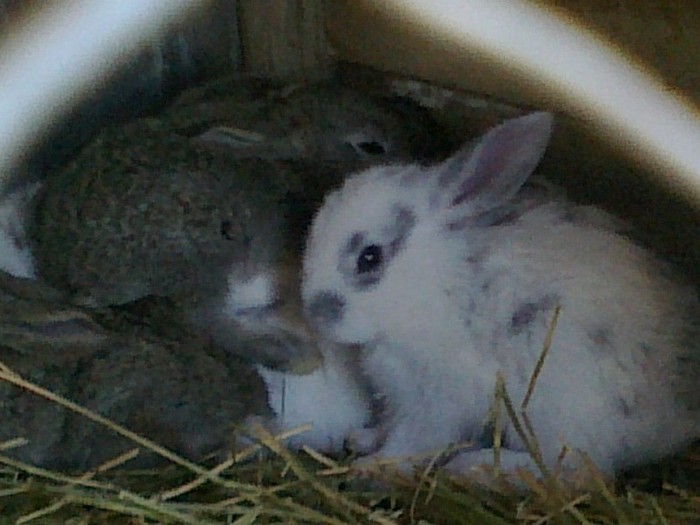 Picture 092 - iepuri comuni pui