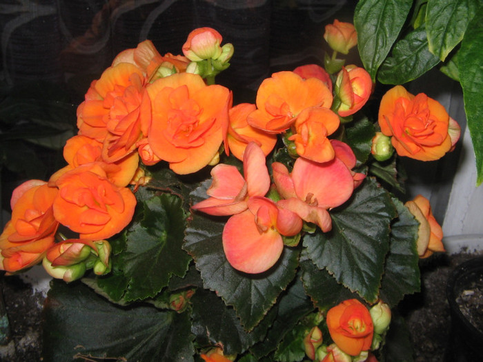 02.05.2011 - begonia