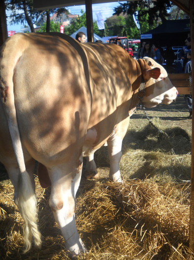 Picture 209 - EXPO AGRARIA 2011
