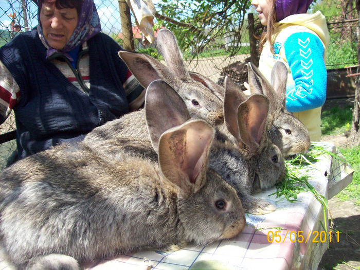 poze iepuri 15 05 2010 012
