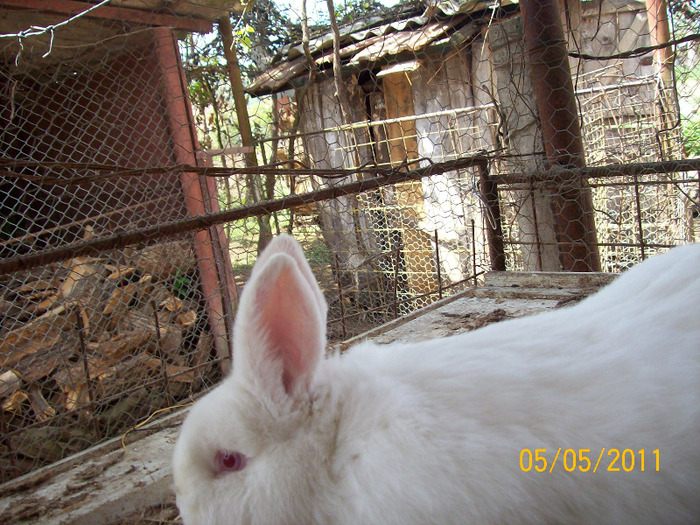 poze iepuri 15 05 2010 022