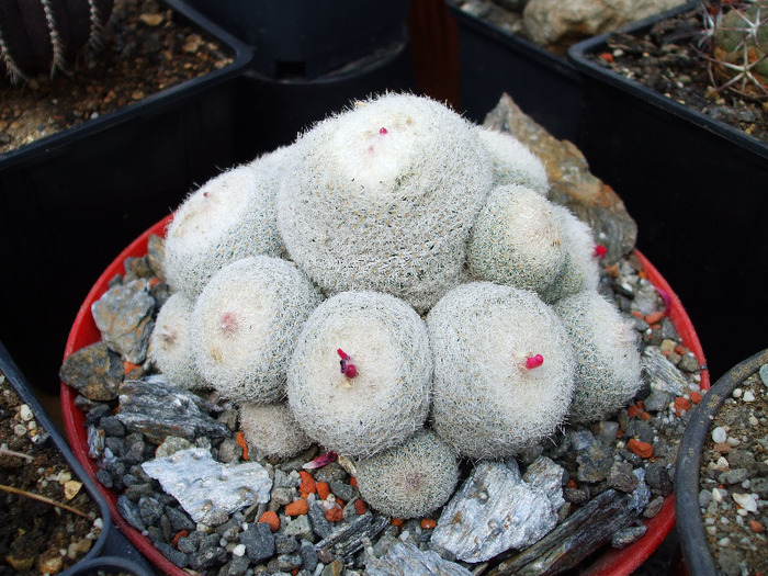 Epithelantha micromeris