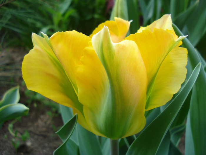 Tulipa Golden Artist (2011, April 29) - Tulipa Golden Artist