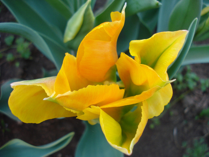 Tulipa Golden Artist (2011, April 29)