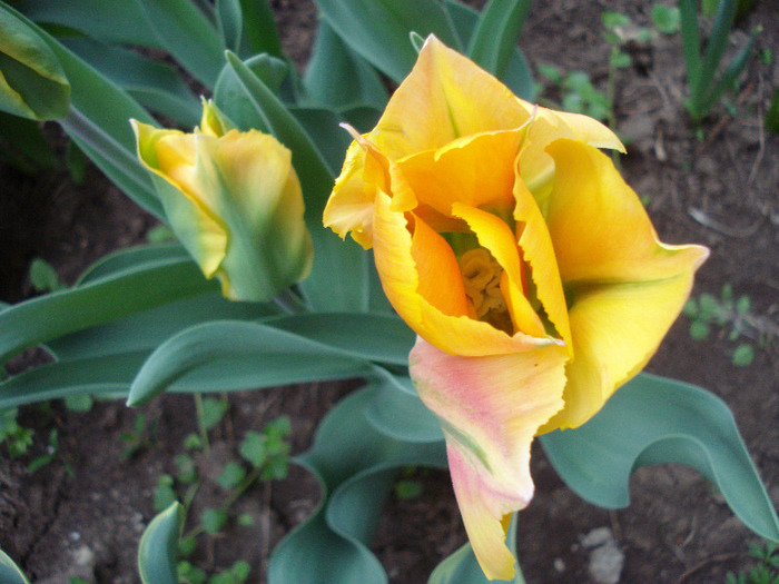 Tulipa Golden Artist (2011, May 01)