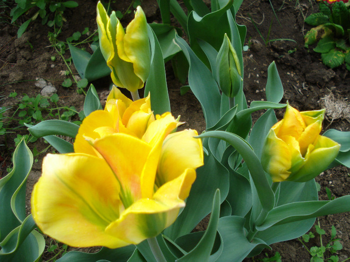 Tulipa Golden Artist (2011, May 01) - Tulipa Golden Artist