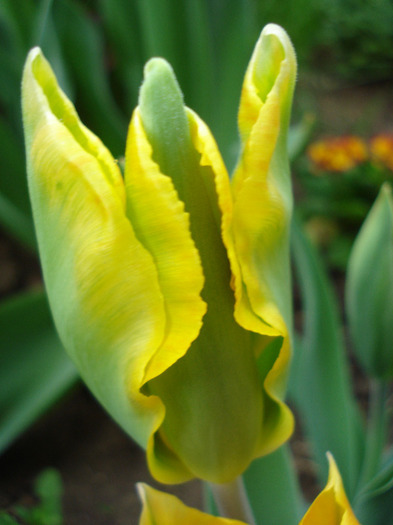 Tulipa Golden Artist (2011, May 01) - Tulipa Golden Artist