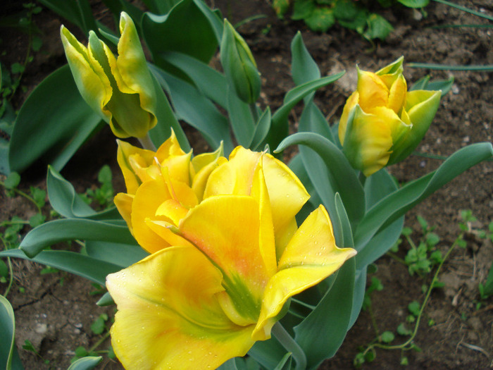 Tulipa Golden Artist (2011, May 01)