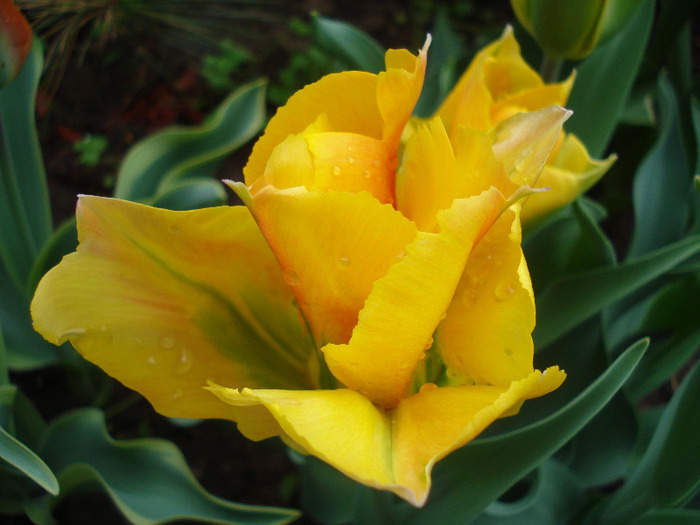 Tulipa Golden Artist (2011, May 02) - Tulipa Golden Artist