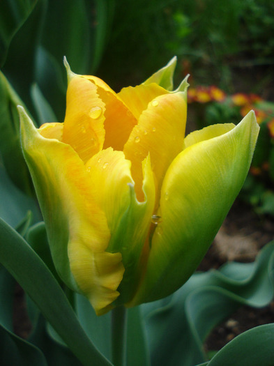 Tulipa Golden Artist (2011, May 02) - Tulipa Golden Artist