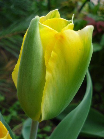 Tulipa Golden Artist (2011, May 02) - Tulipa Golden Artist