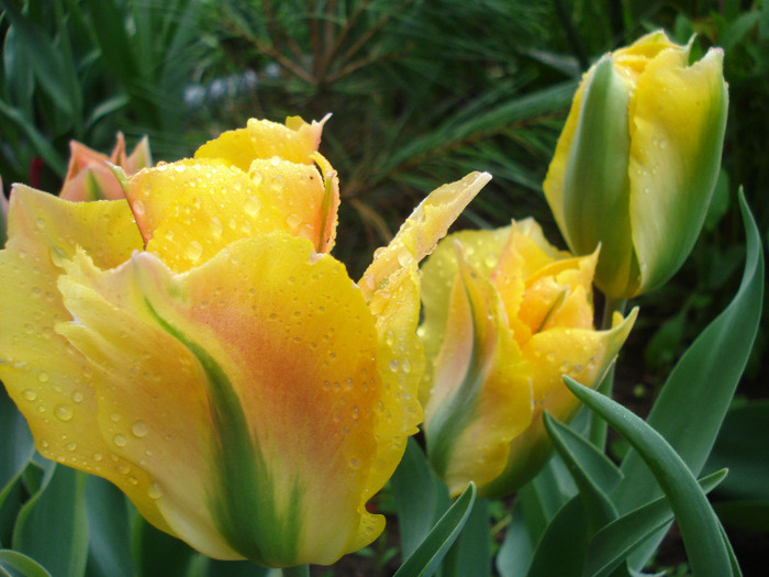 Tulipa Golden Artist (2011, May 03) - Tulipa Golden Artist