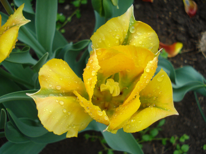 Tulipa Golden Artist (2011, May 04)