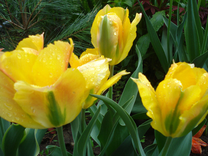 Tulipa Golden Artist (2011, May 04)