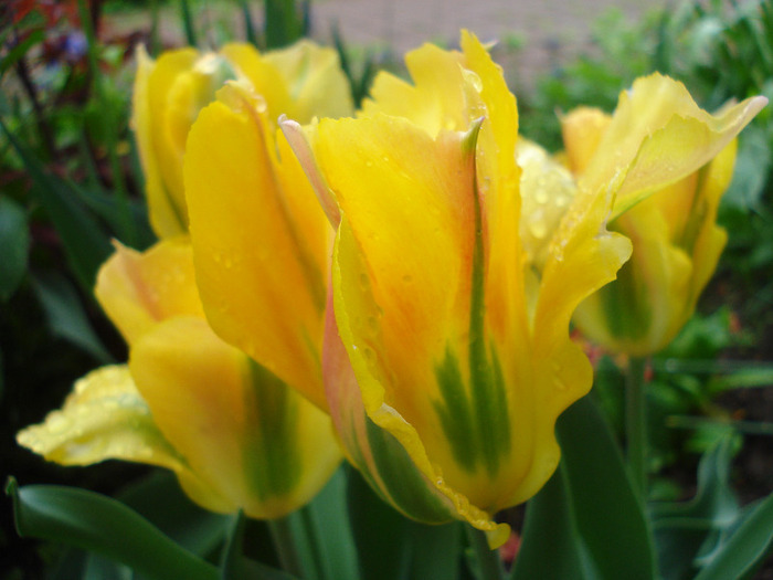 Tulipa Golden Artist (2011, May 04)