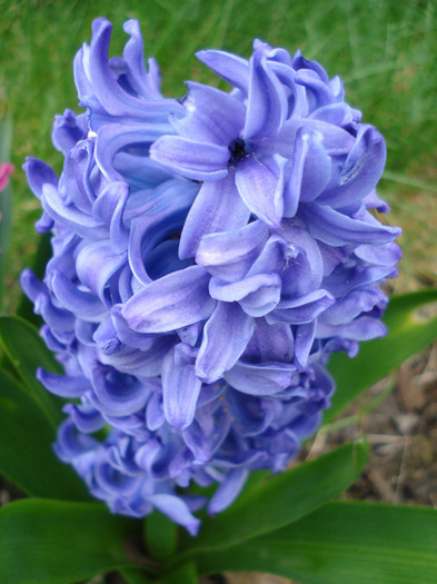 Hyacinth Peter Stuyvesant (2011, Apr.08) - Hyacinth Peter Stuyvesant