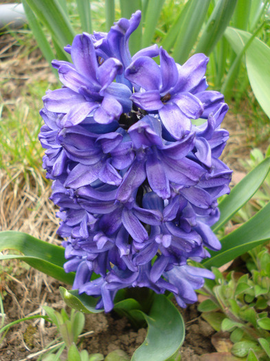 Hyacinth Peter Stuyvesant (2011, Apr.08) - Hyacinth Peter Stuyvesant