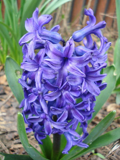 Hyacinth Peter Stuyvesant (2011, Apr.10) - Hyacinth Peter Stuyvesant