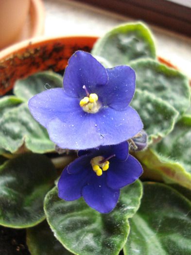 Blue African Violet (2011, May 03)