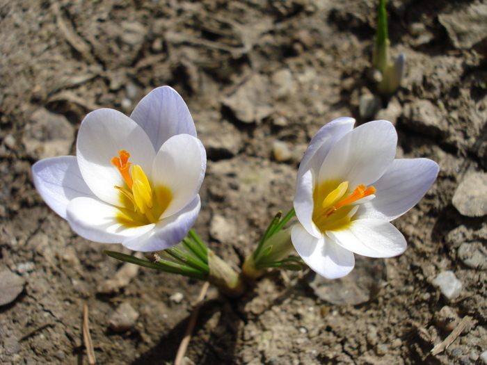 Crocus Blue Pearl (2010, March 21) - Crocus Blue Pearl