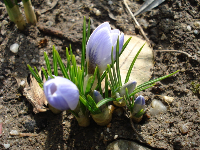 Crocus Blue Pearl (2010, March 24) - Crocus Blue Pearl