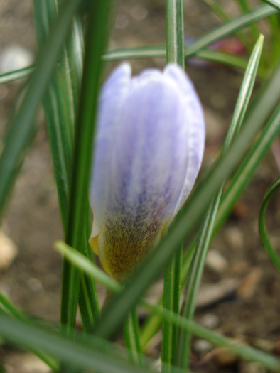 Crocus Blue Pearl (2010, April 13)