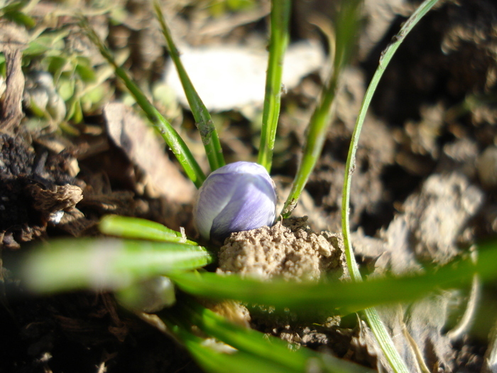 Crocus Blue Pearl (2011, March 11) - Crocus Blue Pearl